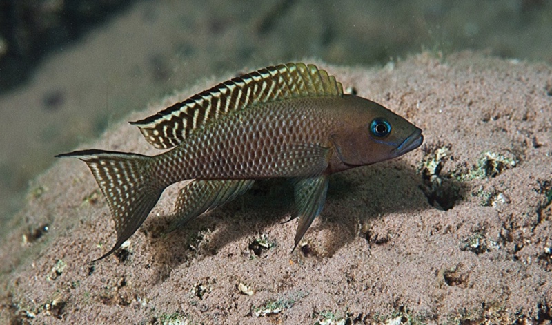 Neolamprologus walteri 'Kigoma'